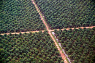Palm oil plantation in what used to be rainforest in Sumatra, Indonesia. Photo by Ulet Ifansasti/Getty Images
