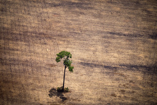 Deforestation in the Amazon, in Brazil.  Photo by Raphael Alves/AFP