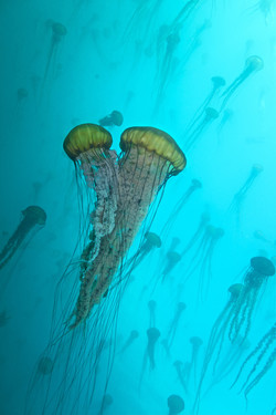 Sea nettles (Chrysaora fuscescens). Photo from Getty 