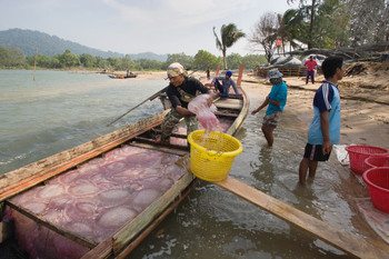 Landing jellyfish in Ban Talae Nok, Thailand. Photo from Hollandse Hoogte 