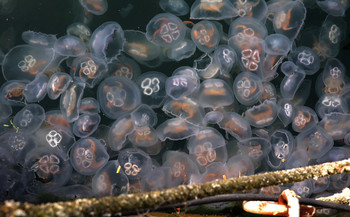 Moon jellies (Aurelia aurita). Photo from Hollandse Hoogte