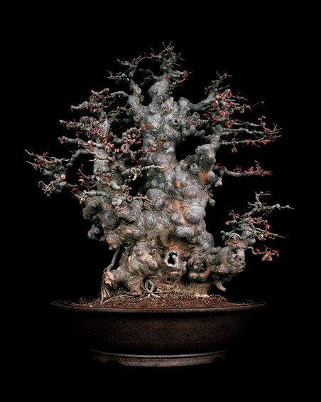 Untitled #1, The Bonsai Project: Typology. © Sjoerd Knibbeler and Rob Wetzer