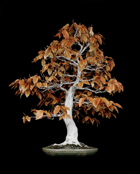 Untitled #3, The Bonsai Project: Typology. © Sjoerd Knibbeler and Rob Wetzer