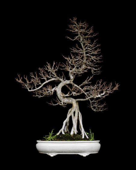 Untitled #2, The Bonsai Project: Typology. © Sjoerd Knibbeler and Rob Wetzer