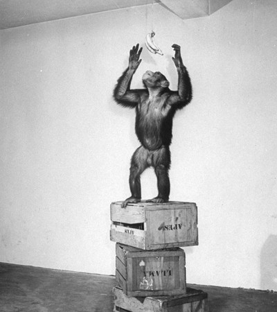 A chimpanzee during an intelligence test. Photo by Lilo Hess / Getty Images